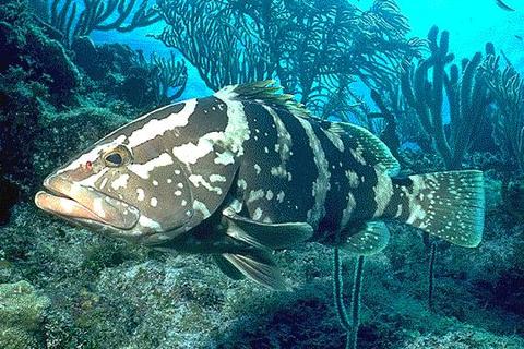 Nassau Grouper