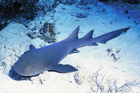 Nurse Shark