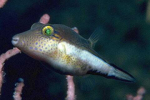 Sharpnose Puffer