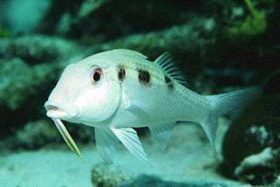Spotted Goatfish