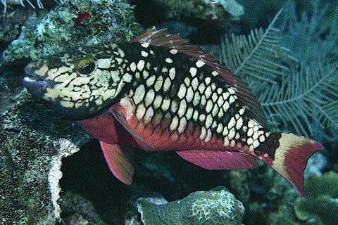 Stoplight Parrotfish