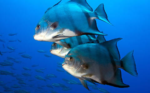 Atlantic Spadefish