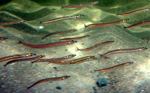 American Sand Lance