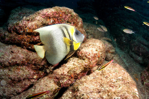 Cortez Angelfish (Adult)