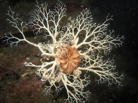 Basket Star