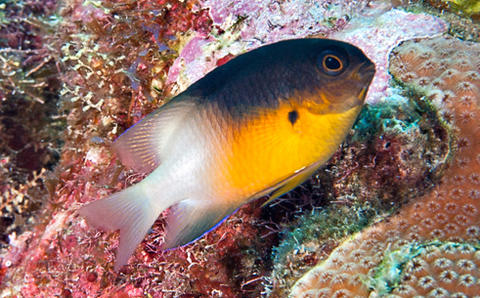 Bicolor Damselfish