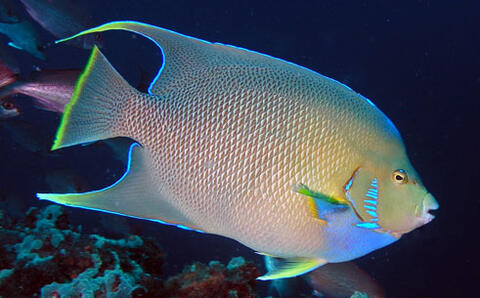 Blue Angelfish