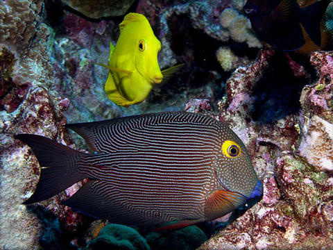 Goldring Surgeonfish