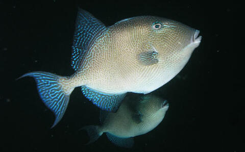 Gray Triggerfish