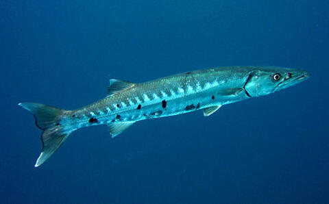 Great Barracuda