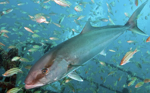 Greater Amberjack