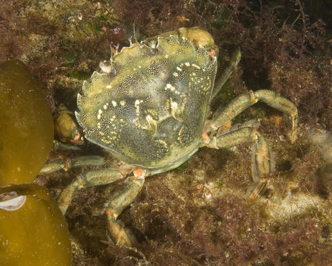 green crab