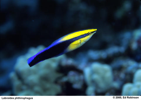 Hawaiian Cleaner Wrasse