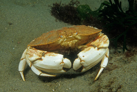 jonah crab