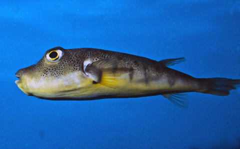 Northern Puffer
