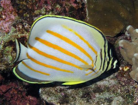 Ornate Butterflyfish