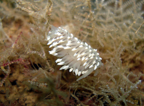 painted balloon aeolis