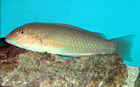 Painted Wrasse (Adult)