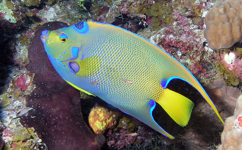 Queen Angelfish