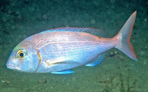 Red Porgy