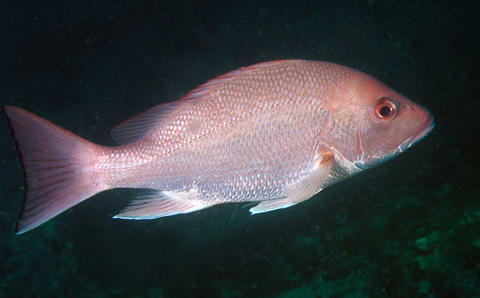 Red Snapper