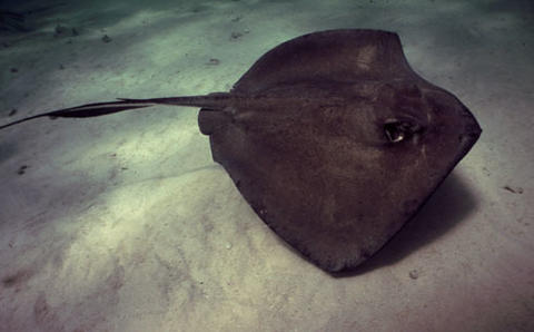 Southern Stingray