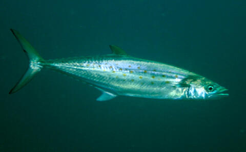 Spanish Mackerel