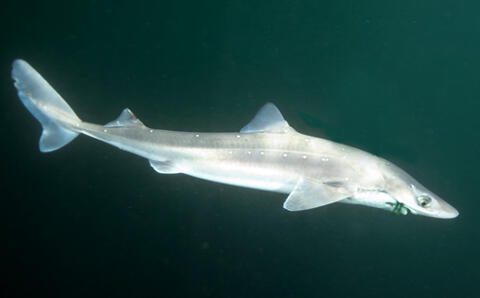 Spiny Dogfish