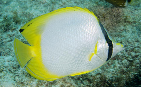 Spotfin Butterflyfish