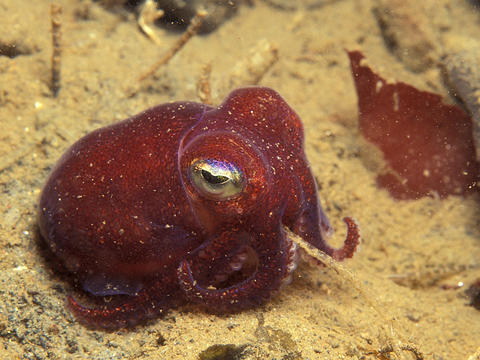 Stubby Squid