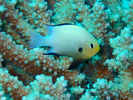 Marginate Dascyllus - Damselfish<br>(<i>Dascyllus marginatus</i>)