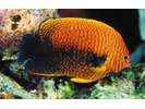 Potter's Angelfish - Angelfish<br>(<i>Centropyge potteri</i>)