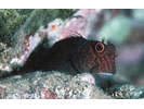 Scarface Blenny - Blenny<br>(<i>Cirripectes vanderbilti</i>)