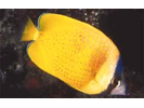 Blacklip Butterflyfish - Butterflyfish<br>(<i>Chaetodon kleinii</i>)