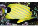 Bluestripe Butterflyfish - Butterflyfish<br>(<i>Chaetodon fremblii</i>)