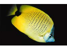 Milletseed Butterflyfish - Butterflyfish<br>(<i>Chaetodon miliaris</i>)