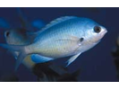 Oval Chromis - Damselfish<br>(<i>Chromis ovalis</i>)