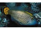Hawaiian Fantail Filefish - Filefish<br>(<i>Pervagor spilosoma</i>)