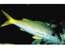 Yellowfin Goatfish - Goatfish<br>(<i>Mulloidichthys vanicolensis</i>)