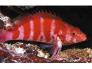 Redbarred Hawkfish - Hawkfish <br>(<i>Cirrhitops fasciatus</i>)