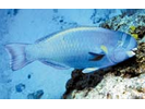 Spectacled Parrotfish - Parrotfish<br>(<i>Chlorurus perspicillatus</i>)