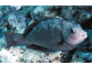 Stareye Parrotfish - Parrotfish<br>(<i>Calotomus carolinus</i>)