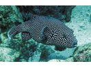 Spotted Puffer - Pufferfish<br>(<i>Arothron meleagris</i>)
