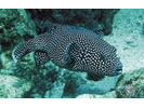 Spotted Puffer - Pufferfish (<i>Arothron meleagris</i>)