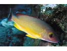 Blacktail Snapper - Snapper<br>(<i>Lutjanus fulvus</i>)