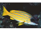 Bluestripe Snapper - Snapper<br>(<i>Lutjanus kasmira</i>)