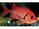 Bigscale Soldierfish - Squirrelfish <br>(<i>Myripristis berndti</i>)