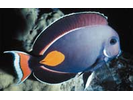 Achilles Tang - Surgeonfish<br>(<i>Acanthurus achilles</i>)