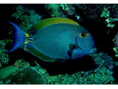 Eyestripe Surgeonfish - Surgeonfish<br>(<i>Acanthurus dussumieri</i>)