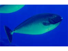 Sleek Unicornfish - Surgeonfish<br>(<i>Naso hexacanthus</i>)